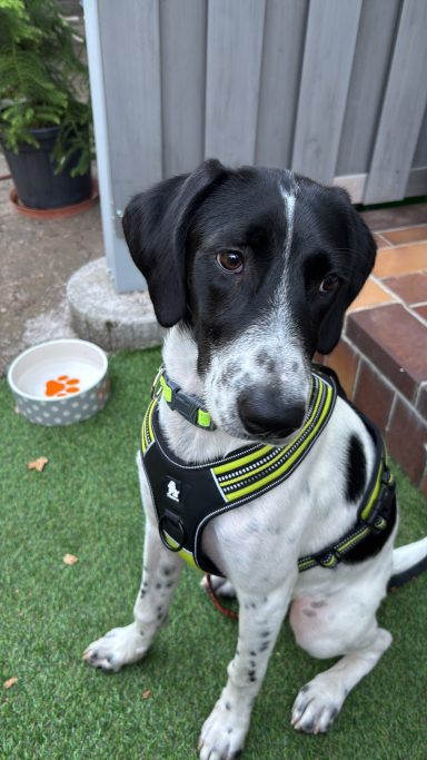 Pointer mit Brustgeschirr