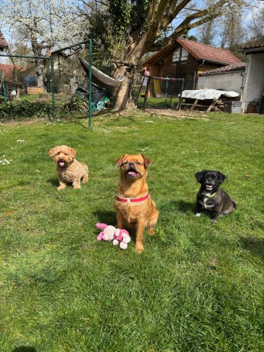 Drei Hunde auf einer grünen Wiese
